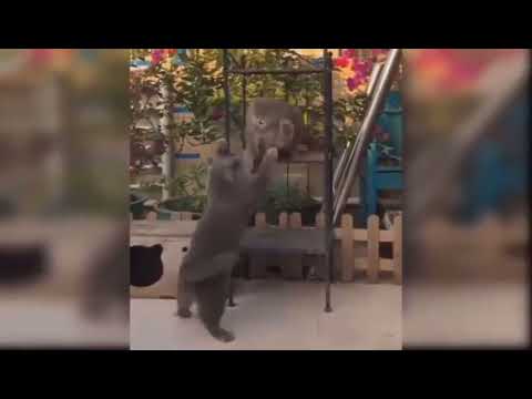 Cats funny video# Cat Jumping# Cats game