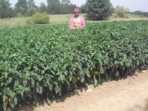 Paprika kurtovka-Globoder