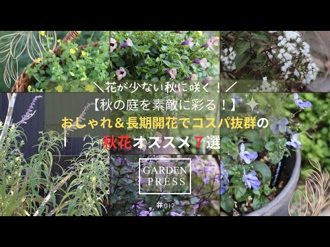 園芸 秋のヘレニア、秋のヘレニア