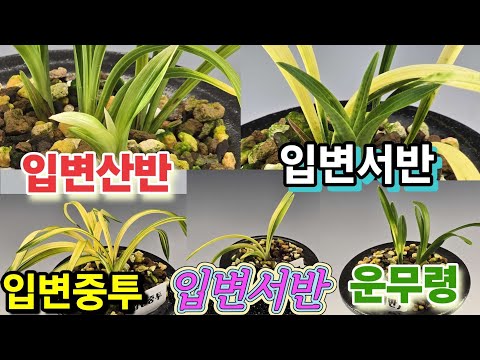 유튜브 썸네일