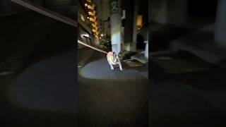 初冬の寒さなのを知らないフレブルがお散歩に行った結果
