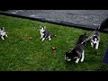 Siberian Husky dogs for sale: Flintstone - Video 1
