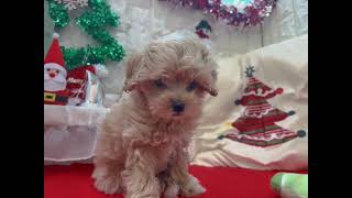 ハーフ犬の動画01