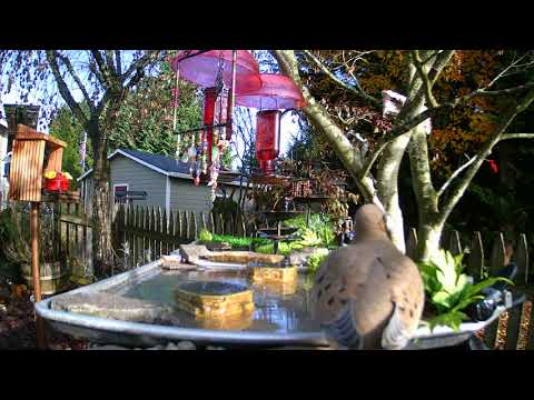 The Mourning Dove...