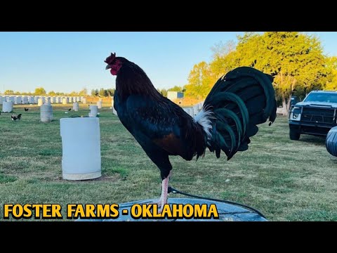 Original Foster Kelso - FOSTER FARM - Oklahoma