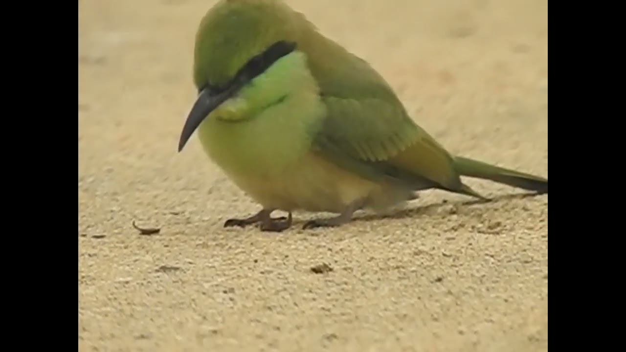 nature what's app 4k videos (1)