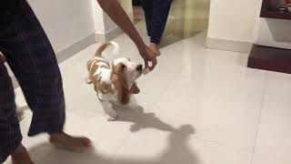 Basset Hound Puppies Videos