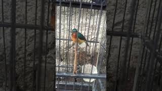 Download lagu Masteran kolibri wulung.tembakan nya bertubi tubi mp3 Download lagu Masteran kolibri wulung.tembakan nya bertubi tubi mp3