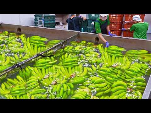 A Special Sight！Amazing Food Factory Mass Production Process / 最精彩的！食品量產工廠大集合(香腸, 香蕉, 泰國蝦, 椰子工廠)