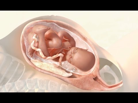 download lagu mp3 mp4 Preparto, download lagu Preparto gratis, unduh video klip Preparto