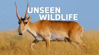 Download lagu Exploring Russia’s Rare Wildlife mp3 Download lagu Exploring Russia’s Rare Wildlife mp3