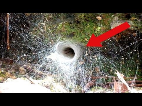 CREEPIEST Facts about Spiders