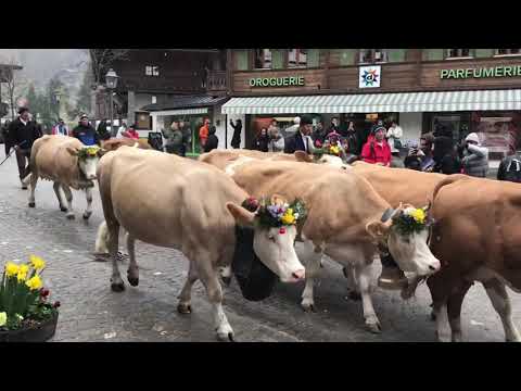 #Switzerland🇨🇭 #Gstaad annual cow 🐮 parade, known as the züglete, is an all-day affair.