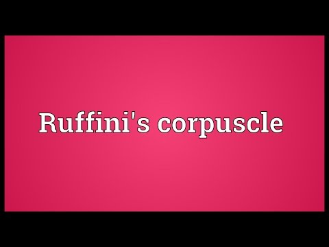 Ruffini's corpuscle Meaning
