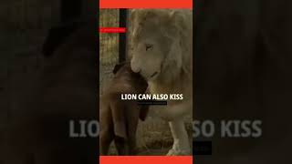 lion kissing dog feet😱#shorts #youtube #youtube