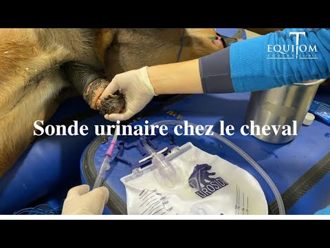 , title : 'Vétérinaire: placement d'une sonde urinaire chez un cheval, pourquoi?'