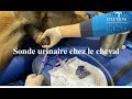 Vétérinaire Placement D Une Sonde Urinaire Chez Un Cheval Pourquoi