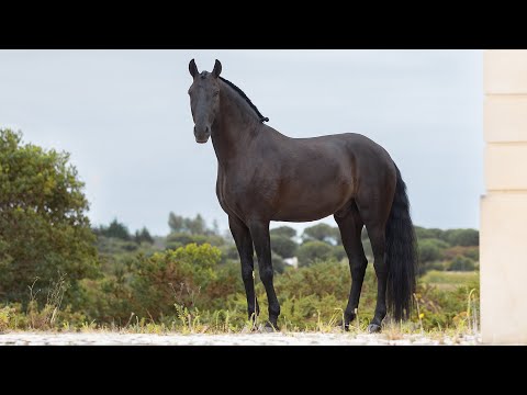 Horse for Sale |  Stunning-looking piro free black Lusitano gelding (REF#842)