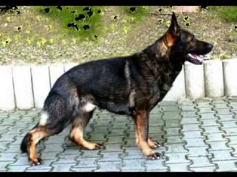 download lagu mp3 mp4 Vito Vom Waldwinkel, download lagu Vito Vom Waldwinkel gratis, unduh video klip Vito Vom Waldwinkel