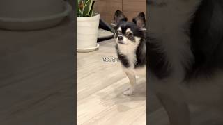 犬、新入りが気になる。  #犬との暮らし #chihuahua #dog