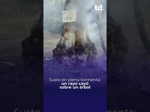 ⚡ EN PLENA TORMENTA, UN RAYO IMPACTÓ CONTRA UN ÁRBOL EN HUERTA GRANDE⚡
