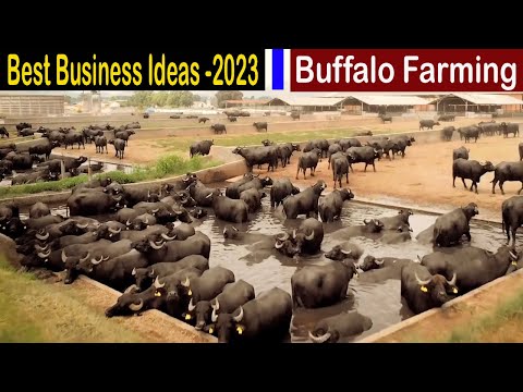 , title : 'Buffalo Farming Business Plan - Modern Farm Water Buffalo - Business Ideas with High Profit'