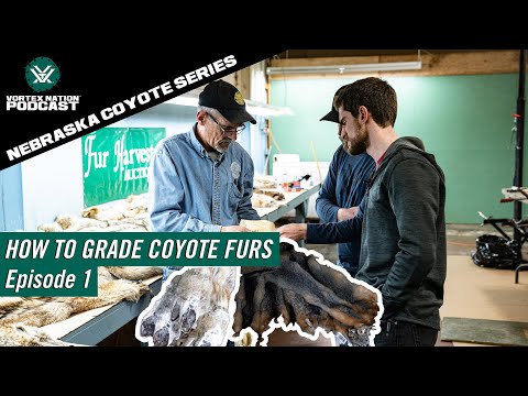 Nebraska Coyote Series | How to Grade Coyote Fur - Episode 1