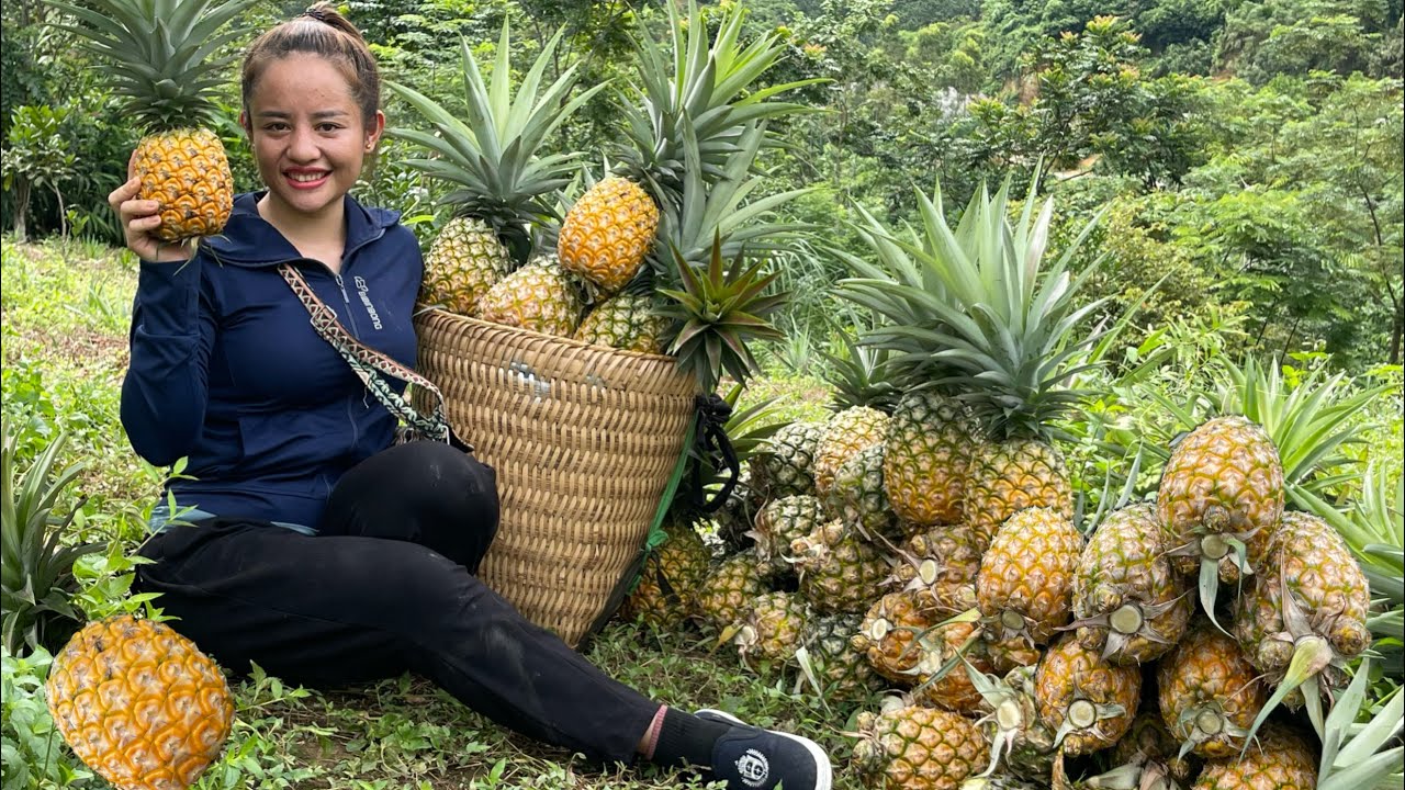 Harvest honey pineapple orchards to go to the market to sell & garden