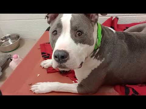 Myron 6y A865327 new guy 2 me relaxes, we got along pretty good@TRN, from kennel 160 PACC shelter367