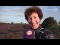 De bloeiende heide trekt veel bekijks