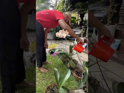 Must use for orchids 😍 #jishnuuthaman #keralagarden #garden #homegardens #gardening #home
