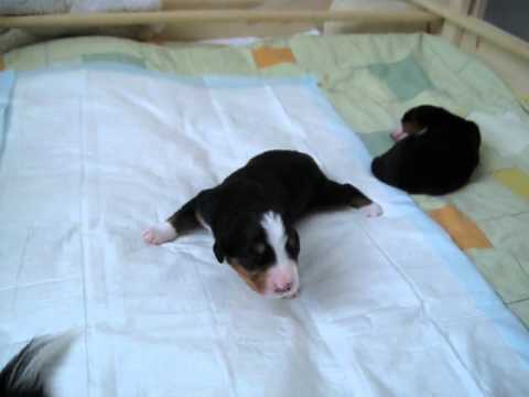 Ashira's ersten Gehversuche :-)