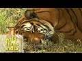 Tiger Gets Sleepy And Takes A Nap