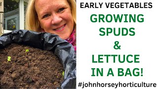 HOW TO INTERCROP POTATOES & LETTUCE - INTERCROPPING IN A BAG 🌱🥔