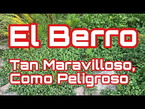 Watercress; As Wonderful as It Is Dangerous