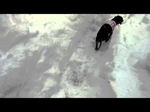 Weiner dog bobsledding