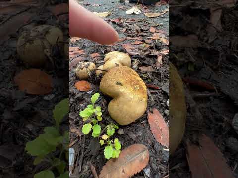 Common Earthball | Scleroderma citrinum | #vancouver #canada | #mushrooms | @jeshroomchrist