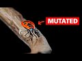 The Mutated Animals Of Chernobyl