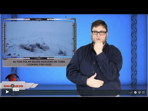 60 thin polar bears descend on town looking for food (ASL - 12.6.19)