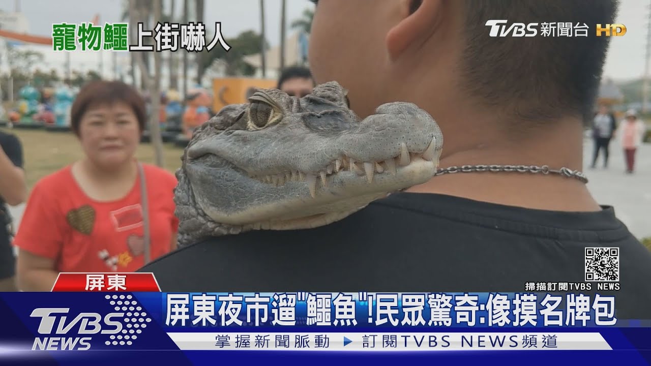 帶「鱷魚」迺夜市馴服要領 飼主:不能打牠會記仇
