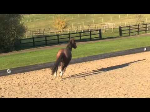 Cruz - 3 Year Old Gelding by Caesar 171 SOLD