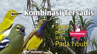 Download lagu SUARA PIKAT BURUNG KOMBINASI ( sogo ontong, pleci, sirtu/cipoh ) mp3 Download lagu SUARA PIKAT BURUNG KOMBINASI ( sogo ontong, pleci, sirtu/cipoh ) mp3