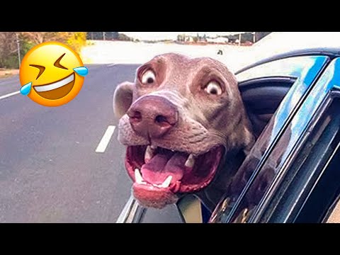 Funniest Animal Videos 😂 - Funny Cats invited to the Dog Party #4