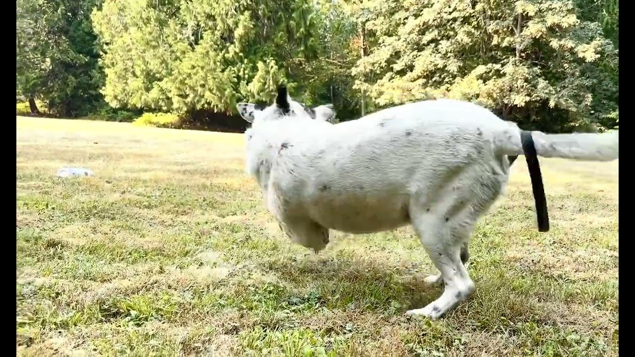 Enlarge Wilson, a ADOPTABLE mixed breed in Snoqualmie, WA video 3/3