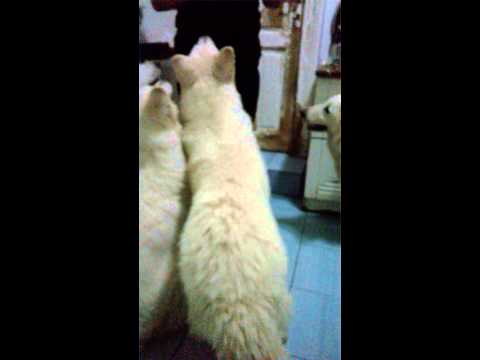 Lectia de dresaj in grup, operatii matematice cu lupii albi !