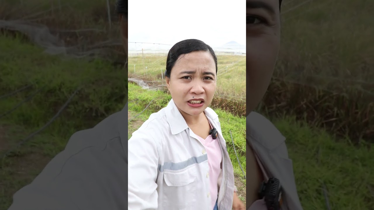 Direct Seeded Rice (DSR) makes rice farming more sustainable