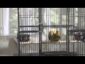 Wal Mart Store Parrot Ad Mp4