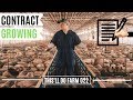 CONTRACT Pig Farming For Beginners