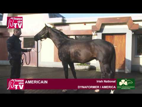 Americain, stallion standing at the Irish National Stud - Irish Stallion Trail 2015