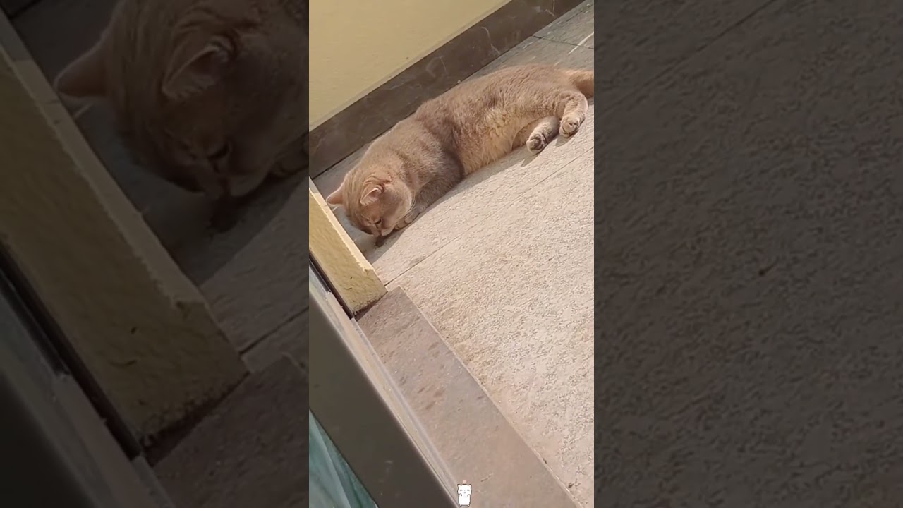 Caught on Camera: The Most Sneaky Cat Burglars